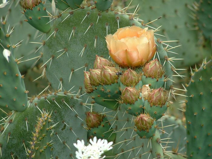 cactus.jpg, 6/1/2004, 86 kB