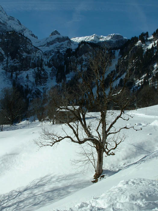 braunwald-mountain-tree.jpg, 12/29/2003, 88 kB