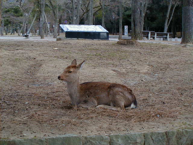 nara - deer.JPG, 1/3/2005, 62 kB