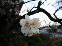 plum blossom 2.JPG