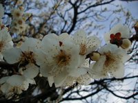 plum blossom 3.JPG