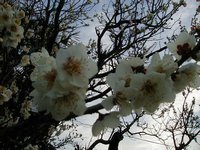 plum blossom 4.JPG