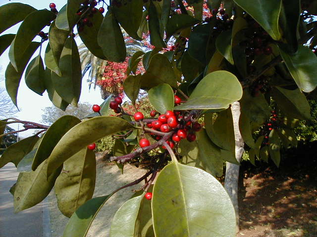 berries and leaves.JPG, 1/3/2005, 61 kB