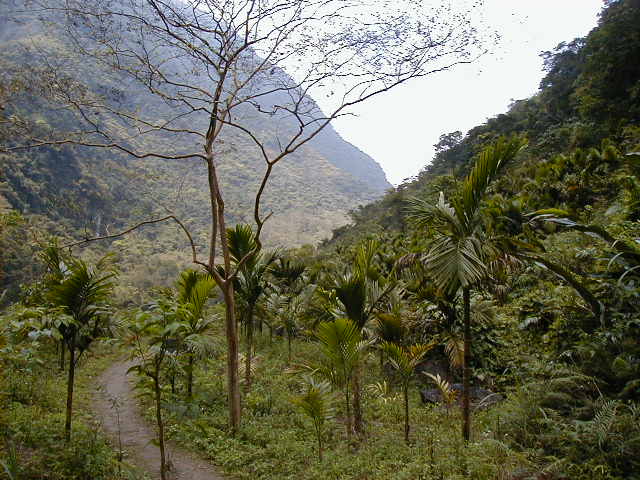 tg - palm tree hike.JPG, 1/3/2005, 62 kB
