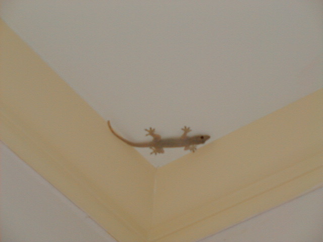 kw - gecko.jpg, 46533 bytes, 4/29/2000