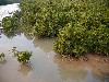 mangrove4.jpg