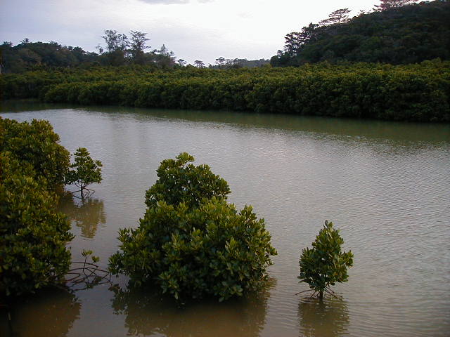 mangrove2.jpg, 61520 bytes, 11/24/2000