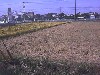 the field out back 1.jpg