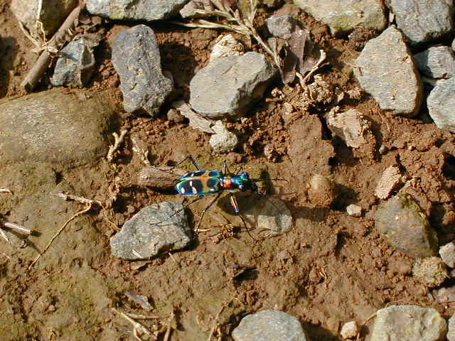 coolinsect2.jpg, 63884 bytes, 1/1/1998