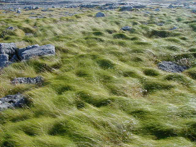 11oct end of the island grass.JPG, 62409 bytes, 10/11/2001
