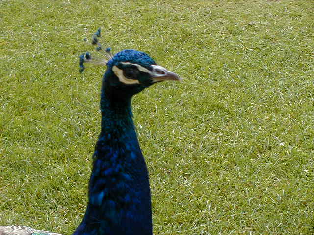 5sept howard peacock head.JPG, 61329 bytes, 9/5/2001