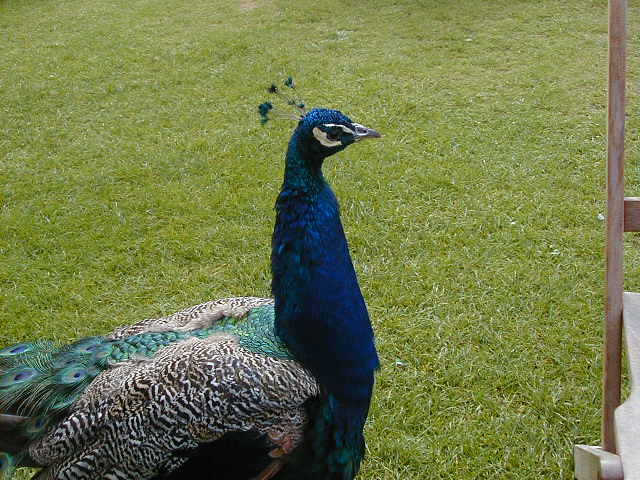 5sept howard peacock.JPG, 63081 bytes, 9/5/2001
