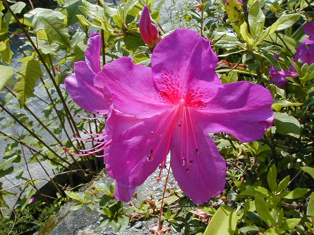 purple flower close.JPG, 1/3/2005, 63 kB