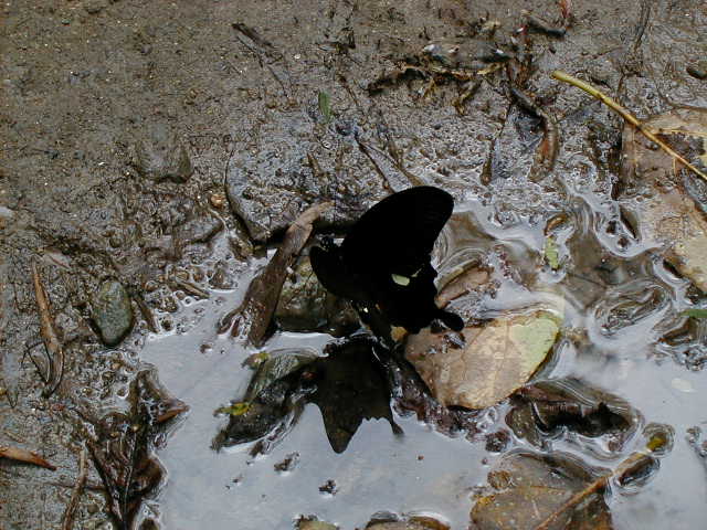 tg - butterfly on water 3.JPG, 1/3/2005, 63 kB