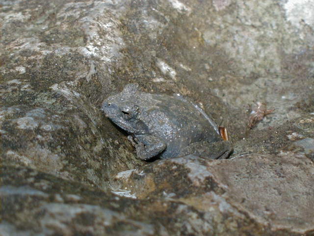 tg - hidden toad.JPG, 1/3/2005, 58 kB