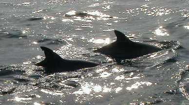 Dolphins in Amakusa